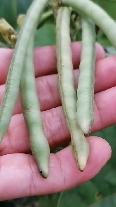 Monggo plants //Life in the Philippines #Archel vlog