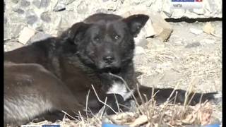 Бездомные собаки покусали 8-летнего мальчика(http://news.chita.ru/news/59855/, 2014-04-01T23:50:05.000Z)