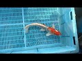 7-23-53 - 14-16” Kujaku Koi