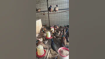 Продаю мясо фазана