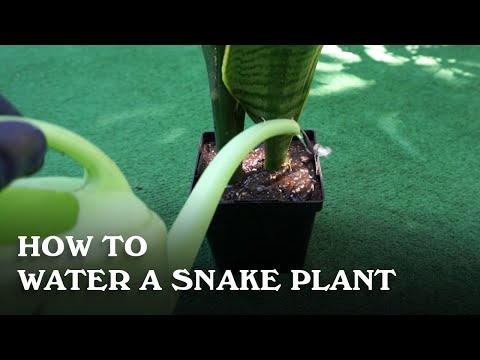 How to water a snake plant.