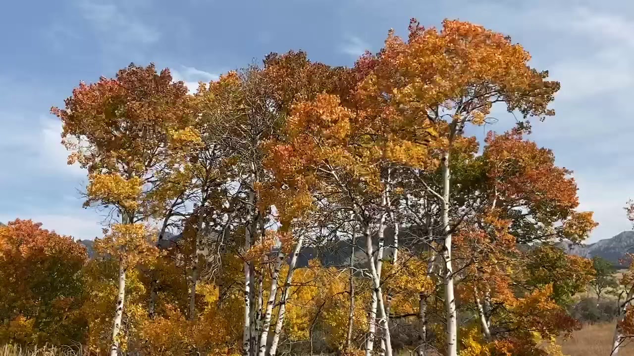 Quaking Fall Aspen Trees in the Wind - Bozeman, MT - James Gibbon
