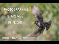 Photographing Starlings in Flight Using the OLympus EM1 MkII and Pro Capture