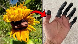 If You See This Plant, DO NOT Touch It! 😨