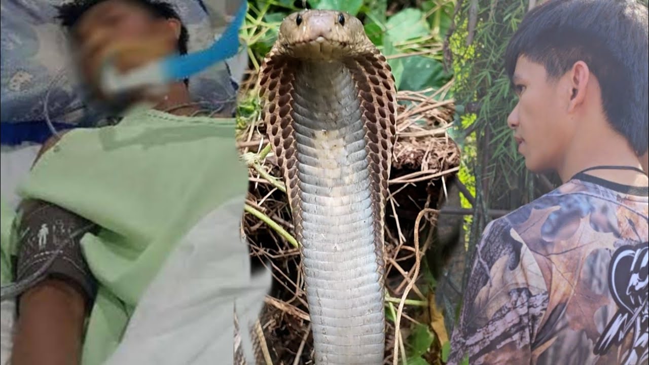 COMATOSE SA T*KLAW NG MGA COBRA SA TARLAC