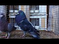 Cuban Pouter - Compilation Clips Training Fly