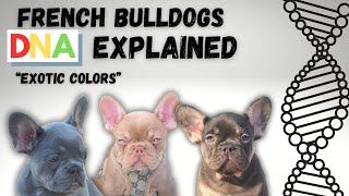 French Bulldog DNA explained EXOTIC & Fad colors!