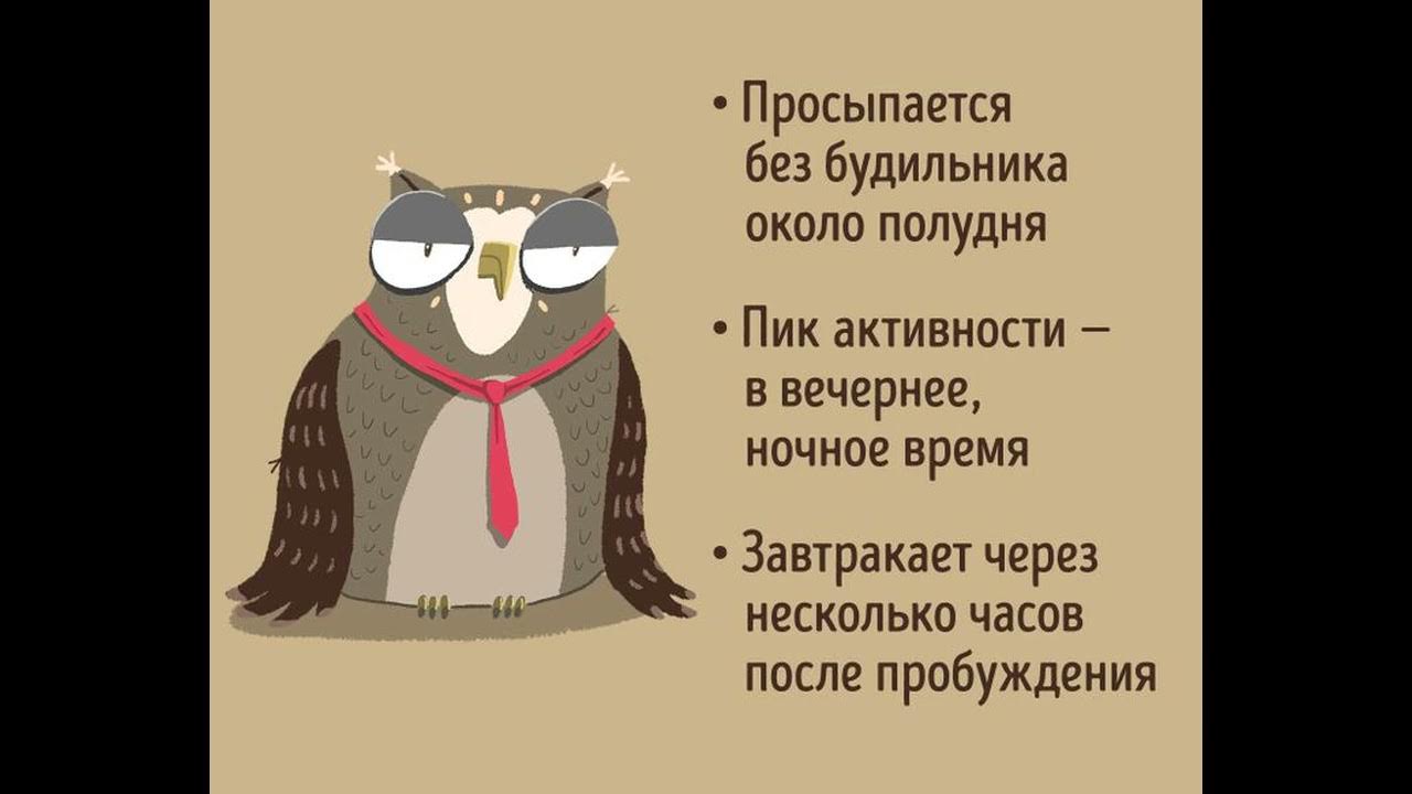 Жаворонок это человек. Типы людей Жаворонок Сова голубь. Хронотип Жаворонок и Сова. Хронотипы человека это Жаворонки Сова. Хронотипы Сова Жаворонок голубь.