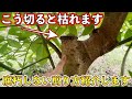 【注意】太い枝,この切り方してませんか?ここから木が枯れます.