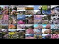【オンライン花見｜日本全国の桜収録映像を配信中】桜ドローンプロジェクト2021 | SAKURA (Cherry blossom) all over Japan with Online Hanami