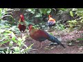 Sri Lankan junglefowl (Gallus lafayettii)