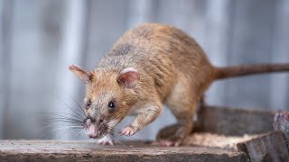 HeroRAT retires from sniffing out landmines | CBC Kids News