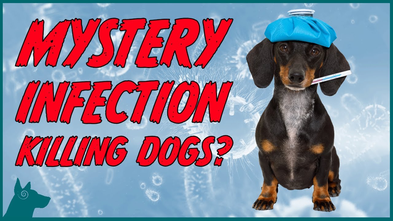 MUST WATCH! Mystery Infection Killing dogs!? YouTube