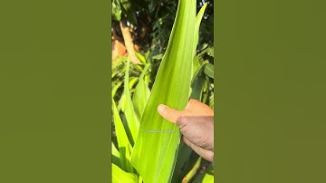 Lá náng – Bí quyết dân gian hỗ trợ điều trị bong gân và sai khớp #tiensiphuongthaoduoc #thaoduoc