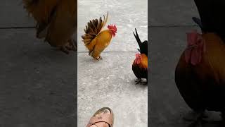 Gà Tre Mini Siêu Đẹp