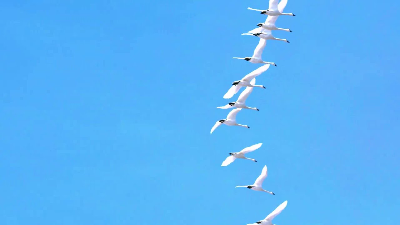 Slow motion swans flying through blue sky