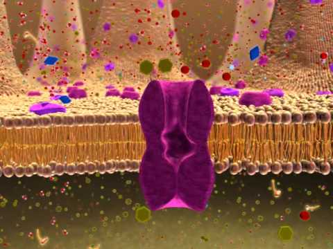 BIO 137 Membrane Transport Activity - YouTube