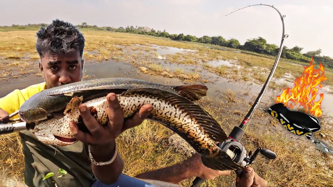 Back to back strike snakehead fishing - Bravo Baby Panda - Tamil Snakehead Fishing Video #ANTONYinfo