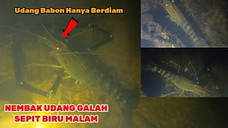 Prawns Spearfishing Nembak Udang Galah Sepit Biru Jinak-Jinak