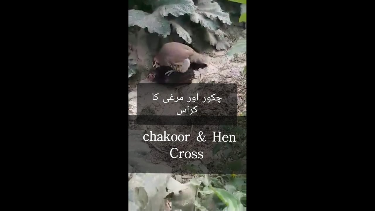 Partridge & Hen cross Chakoor & Hen Cross Keklik tavuk 2