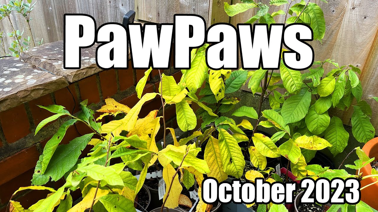 Growing Pawpaw (Asimina Triloba) Trees In The UK - October 2023