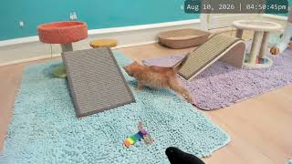 Kitkat Playroom: Welcome Cecil!