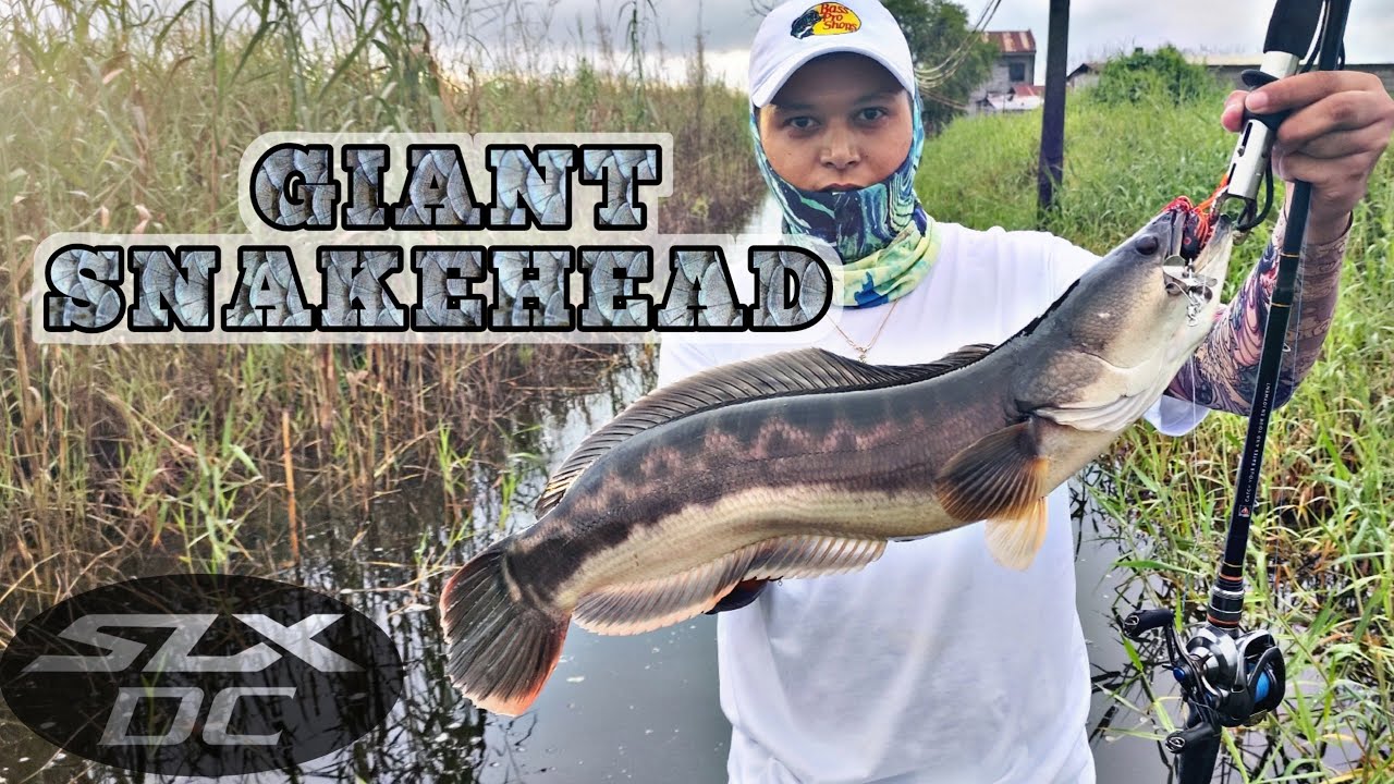 Pagbabalik sa tomalandia  | SHIMANO SLX DC XT 71XG #shimano #snakehead #giantsnakehead 