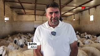 Tesci̇lli̇ Pi̇rsûs Koyununun Nesli̇ Tükeni̇yor