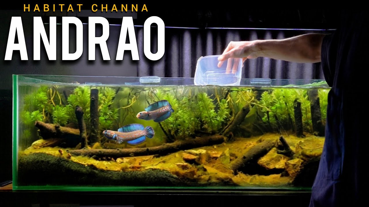 Replika Habitat Channa Andrao. Eps.1