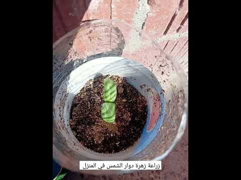 زراعة زهرة دوار الشمس في المنزل 