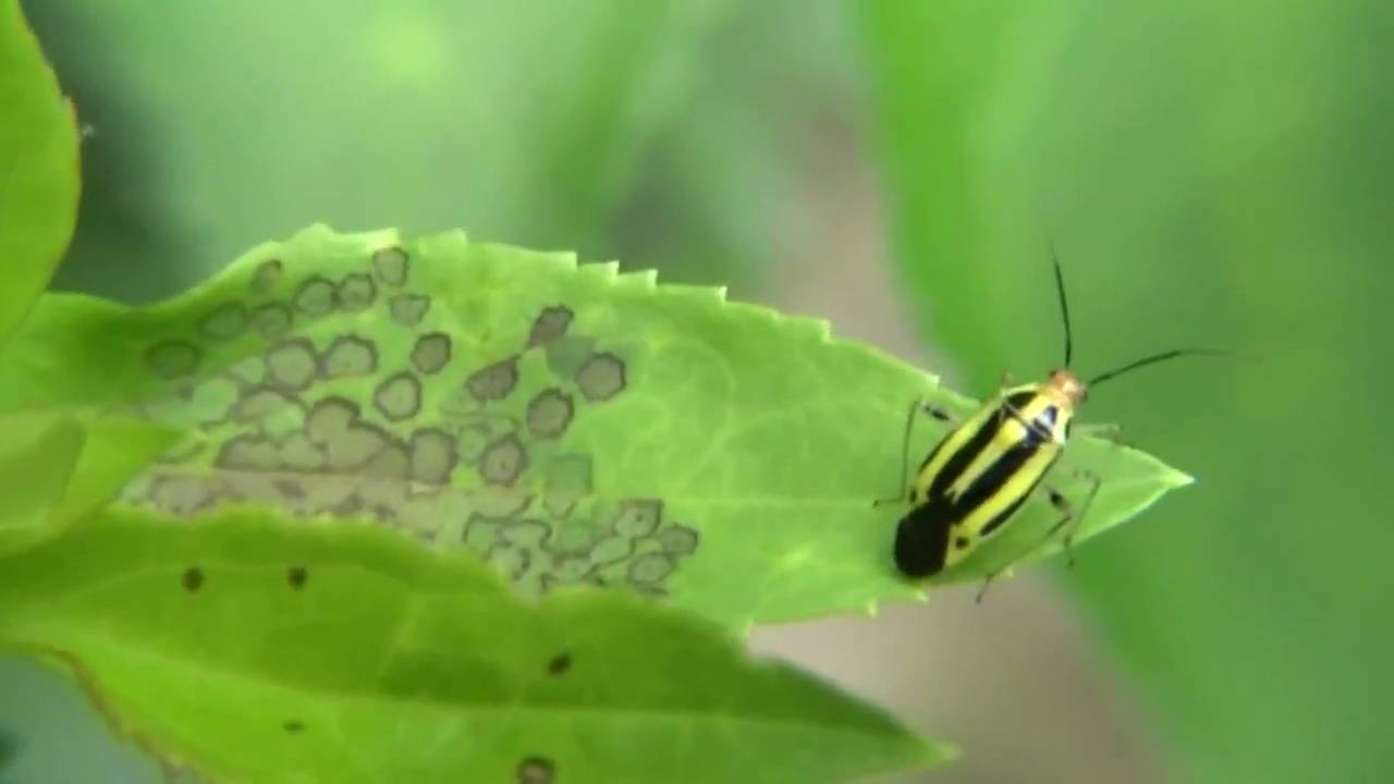 Four-Lined Plant Bug - YouTube