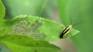 Four-Lined Plant Bug