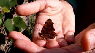 gehakkelde aurelia, Comma butterfly