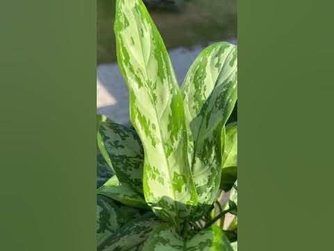 Аглаонема Сильвер Бэй - YouTube