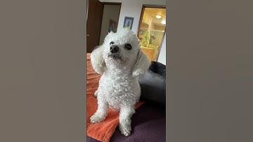 Tacoma dog owner urges awareness after pet dies from suspected fentanyl overdose