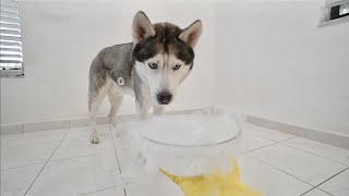 Husky Reacts To Dry Ice Experiment!