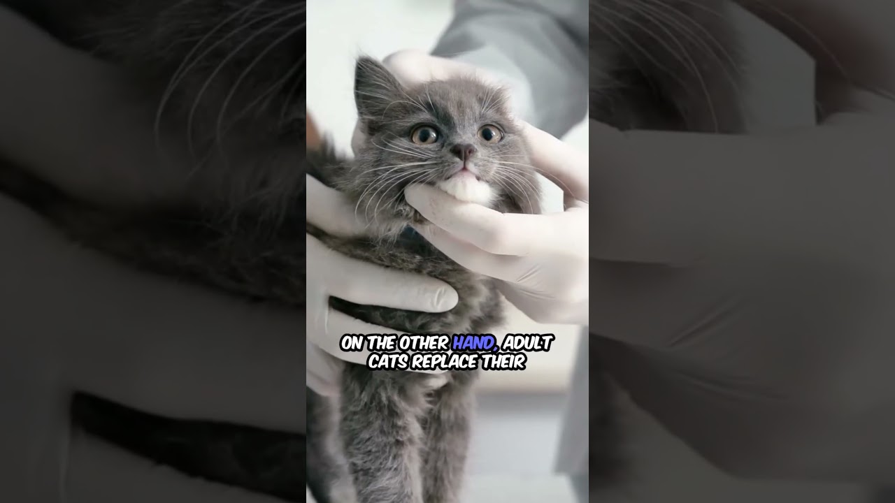 Зубы собак против кошек | 