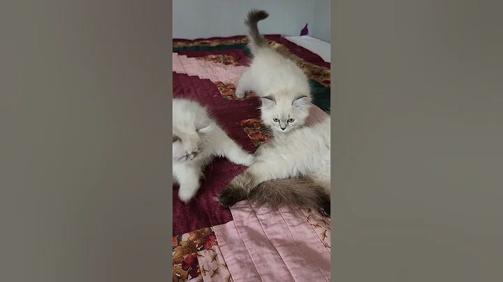 Video 9362761: persian himalayan kittens, persian mom