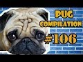 Pug compilation 106   funny dogs but only pugs  instapugs
