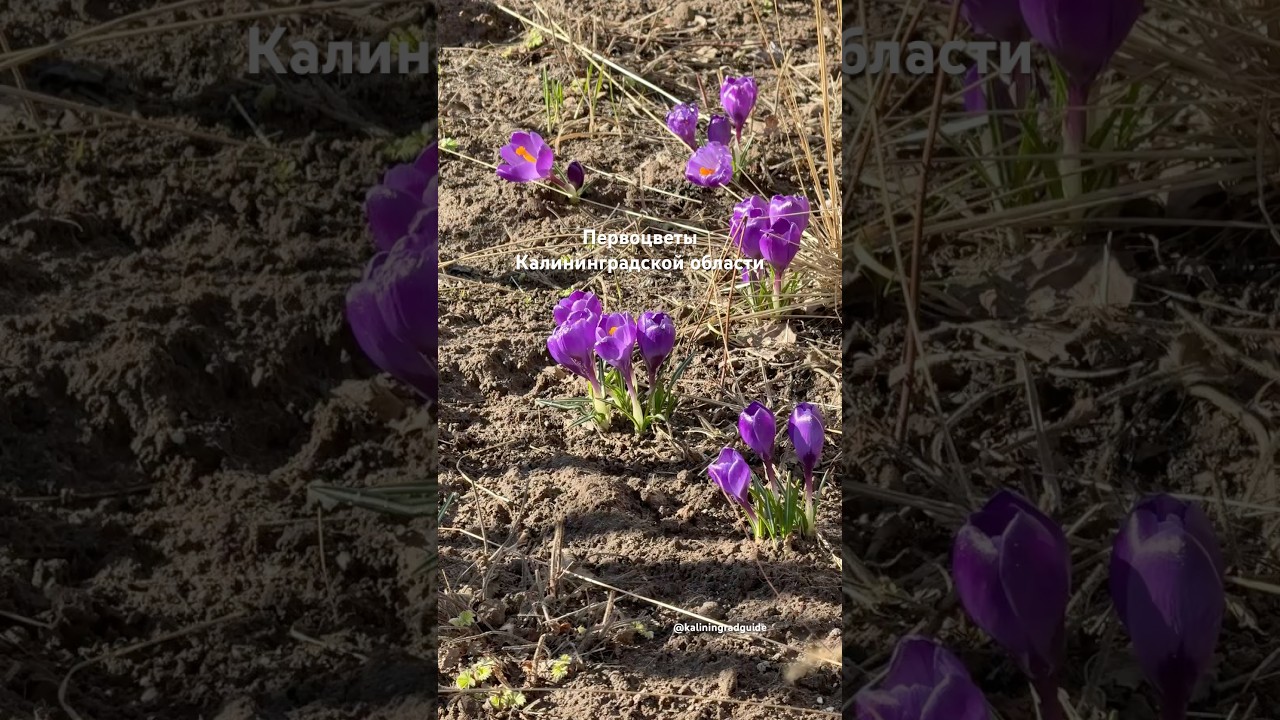 Первые весенние цветы в Калининградской области 
