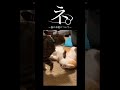 ネ。ー猫の本能についてー