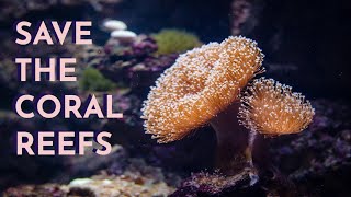 Information Save The Coral Reefs Read-Aloud News