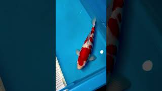 Kohaku Maruyama Sq 51Cm Male Dob 2021