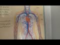 Circulatory system of body