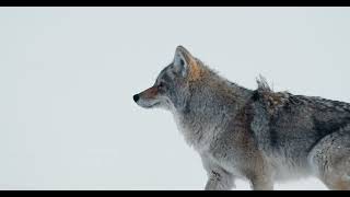 Coyote Hunting In Snow - Yellowstone - Canon C70