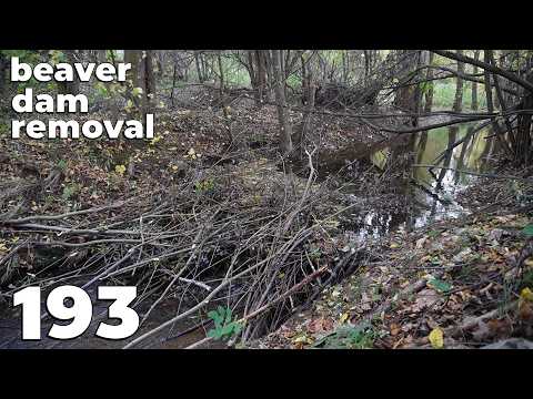 Manual Beaver Dam