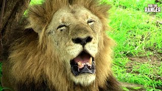 Remembering The Majesty Of the Mapogo Lions | Archive Footage