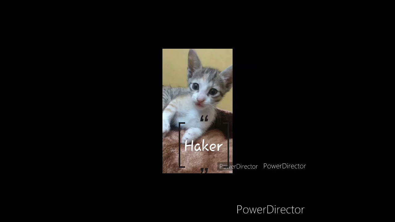 God lvl cats evolution # funny # cats # viral 