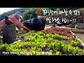 [Sub]  쌈채소 모종심기 / 상추 비트심기 / 텃밭가꾸기 / Planting lettuce beet seedlings