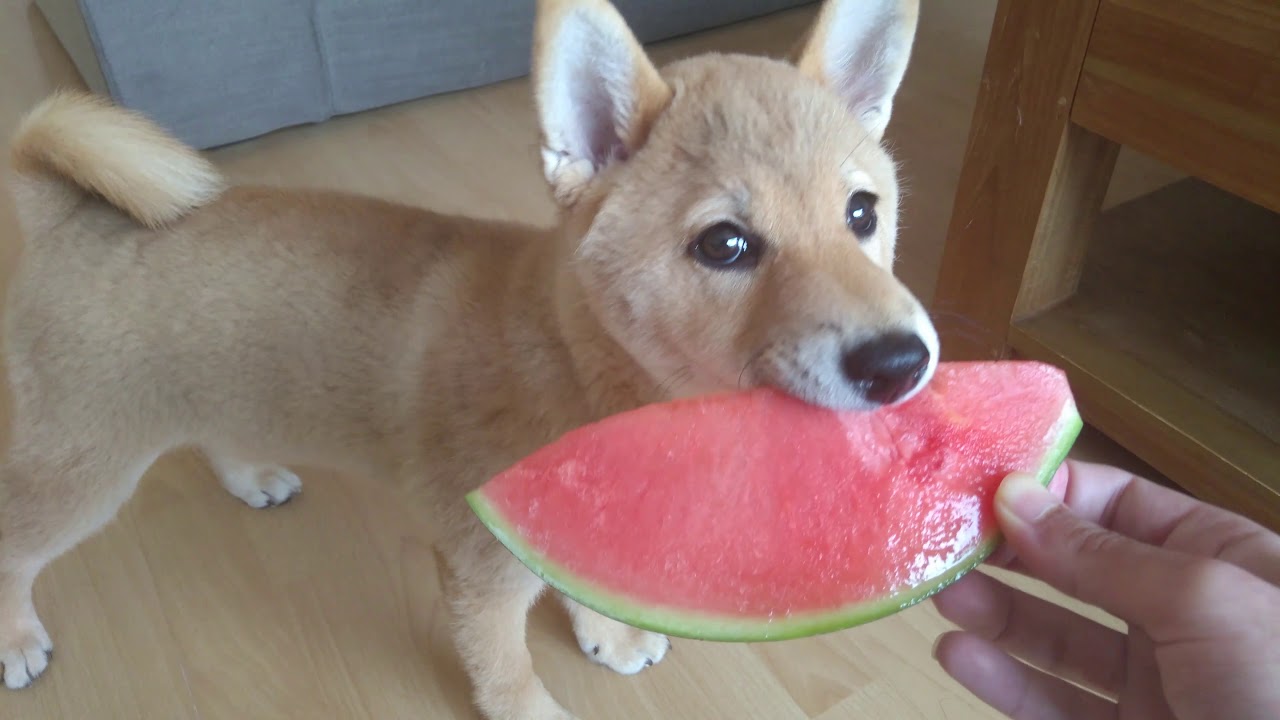 Shiba Inu Puppy Eats Watermelon Cuteeee